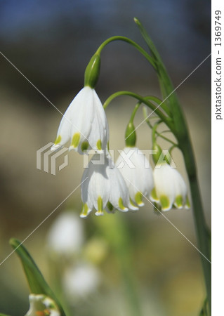 Suzuran Narcissus 2 Suzuran Narcissus 2 1369749