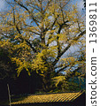 ginkgo, ginko tree, roof 1369811