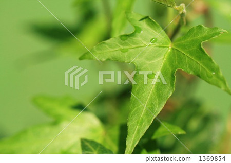 Ivy 1369854