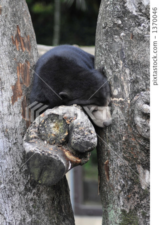 熊的幼崽 馬來人太陽熊 睡著 1370046