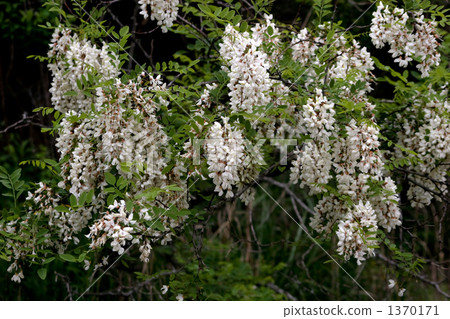 Harienge Harienge 1370171