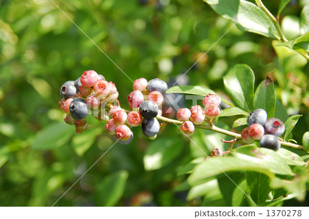 blueberries, blueberry, green 1370278