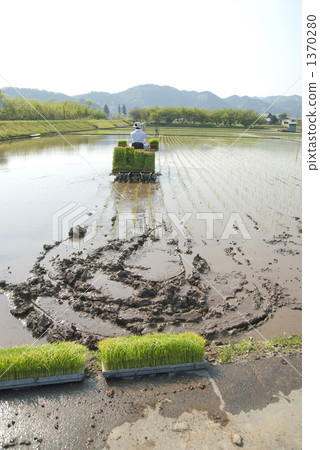 Rice planting Rice planting 1370280