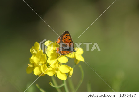 波斯伍德的鳥兒飛往娜娜 1370487