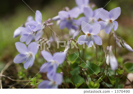 Tachibubikusu花 1370490