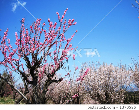 桃花 吉野櫻花樹 櫻花 1370556