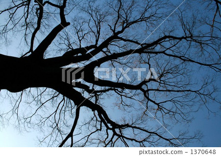 A big tree of dusk 1370648