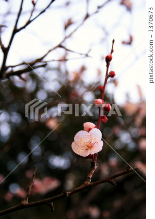 Plum blossom Plum blossom 1370673