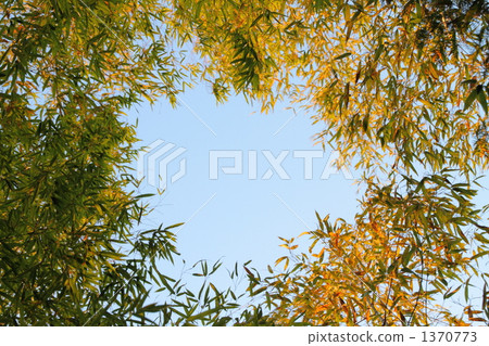 Blue sky empty in bamboo grove Blue sky empty in bamboo grove 1370773