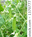 green peas, food, foods 1370777