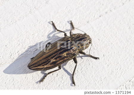 蟲子 漏洞 昆蟲 1371194