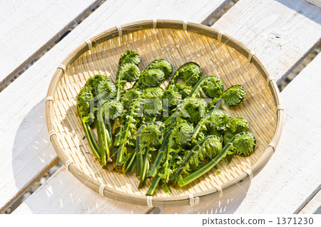 蕨菜 山野菜 鴕鳥蕨 1371230