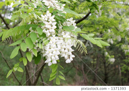 Harienge Harienge 1371393