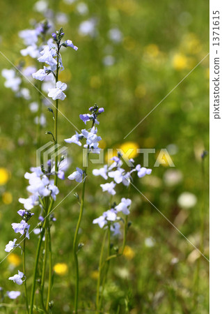 加拿大柳穿魚 奴塔黃花 藍柳穿魚 1371615