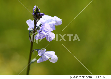 canada toadflax, nuttallanthus canadensi, old-field toadflax 1371618