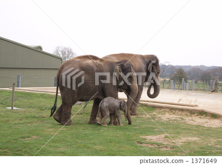 Asian elephant family 1371649