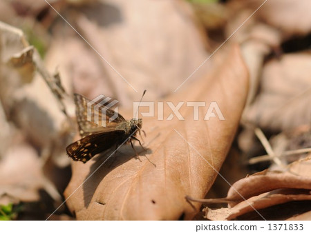 Spring Ephemerle~Miyamasensei~ 1371833