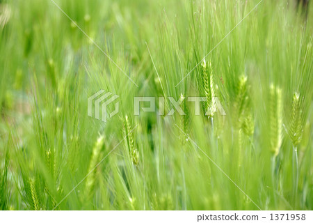 麥田 麥田 1371958