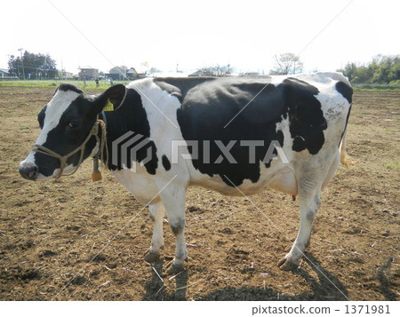 Cow  1371981