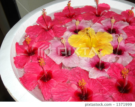 Flowers Flowers 1371999