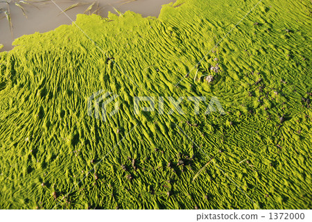 Aroco that occurred in paddy field Aroco that occurred in paddy field 1372000
