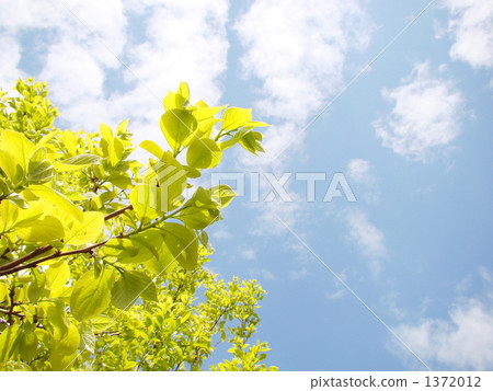 Persimmon young leaves 1372012