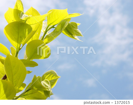 Persimmon young leaves 1372015