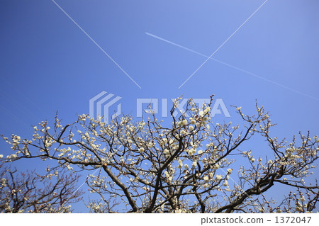 白色李子和飛機雲彩 1372047