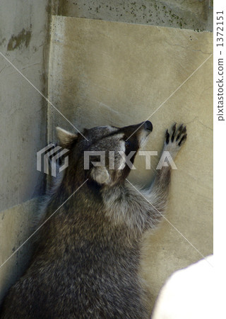 浣熊 浣熊 1372151