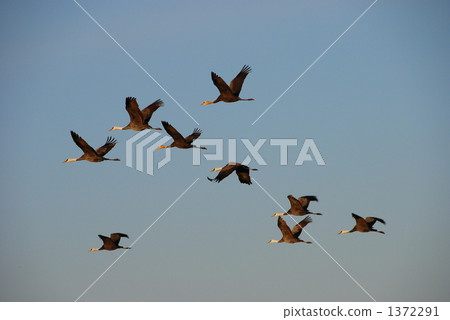 Flight of Nave Crane and Mana Crane Flight of Nave Crane and Mana Crane 1372291