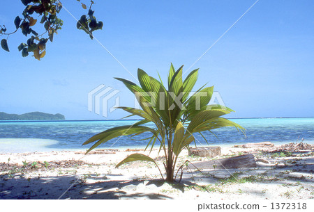Young palm tree Young palm tree 1372318