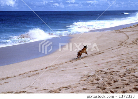 Dog running on the beach Dog running on the beach 1372323