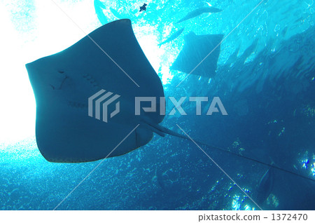 ray, stingray, aquatic 1372470