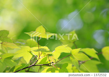 透過陽光照射的唐楓新鮮綠 1372532