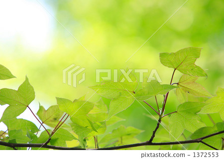 Temple's healing fresh green 1372553