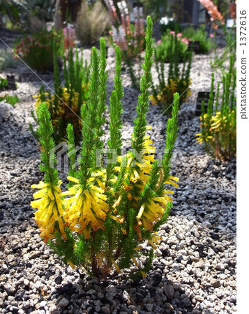 heath, erica, bloom 1372616
