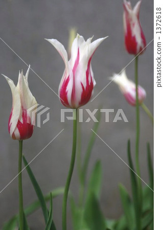 tulipa, bloom, blossom 1372618