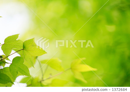 Temple's healing fresh green 1372684