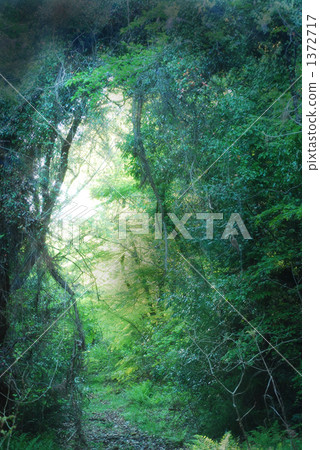 tunnel, thicket, coppice 1372717