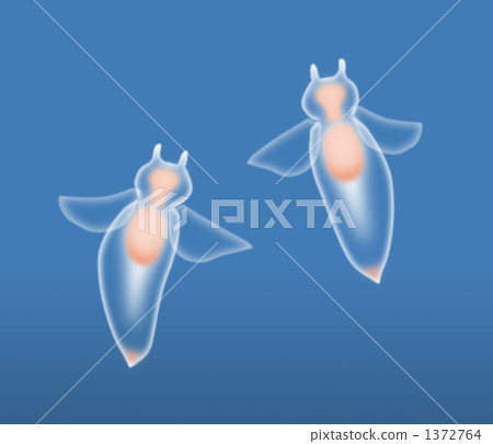 Clione 01 1372764