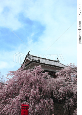 上田的櫻花2 1372822