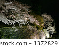 Iwate park's evening cherry tree 1372829