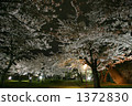 Iwate park's evening cherry tree 1372830