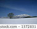 One cherry tree of Koiwai farm in winter and Mt. Iwate 1372831