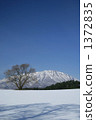 One cherry tree of Koiwai farm in winter and Mt. Iwate 1372835
