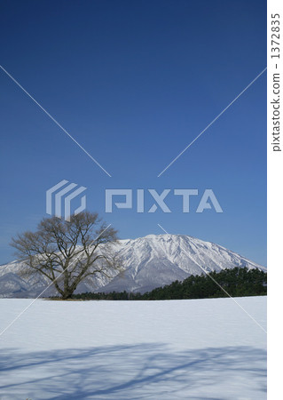 Koiwai農場的一棵櫻桃樹在冬天和Mt. Iwate Koiwai農場的一棵櫻桃樹在冬天和Mt. Iwate 1372835