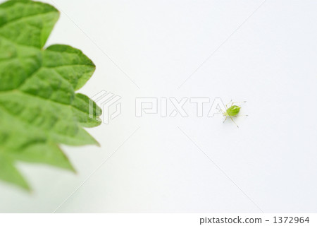 The world of aphids 1372964
