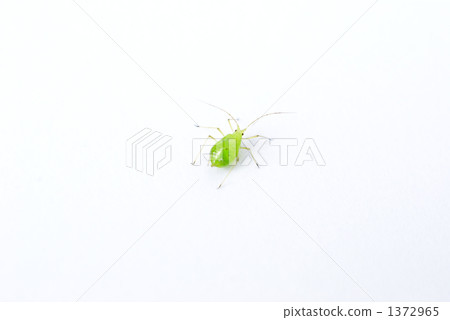 Aphids 1372965