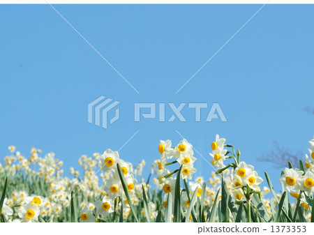 daffodil, narcissus, daffodils 1373353