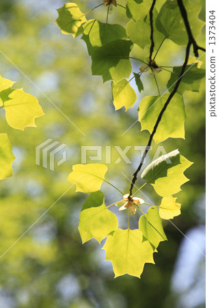 Fresh green of turmeric that is transparent to light 1373404